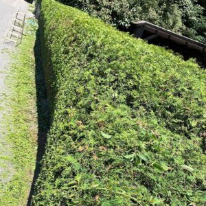 Dienstleistungen in Graz – Gartenpflege